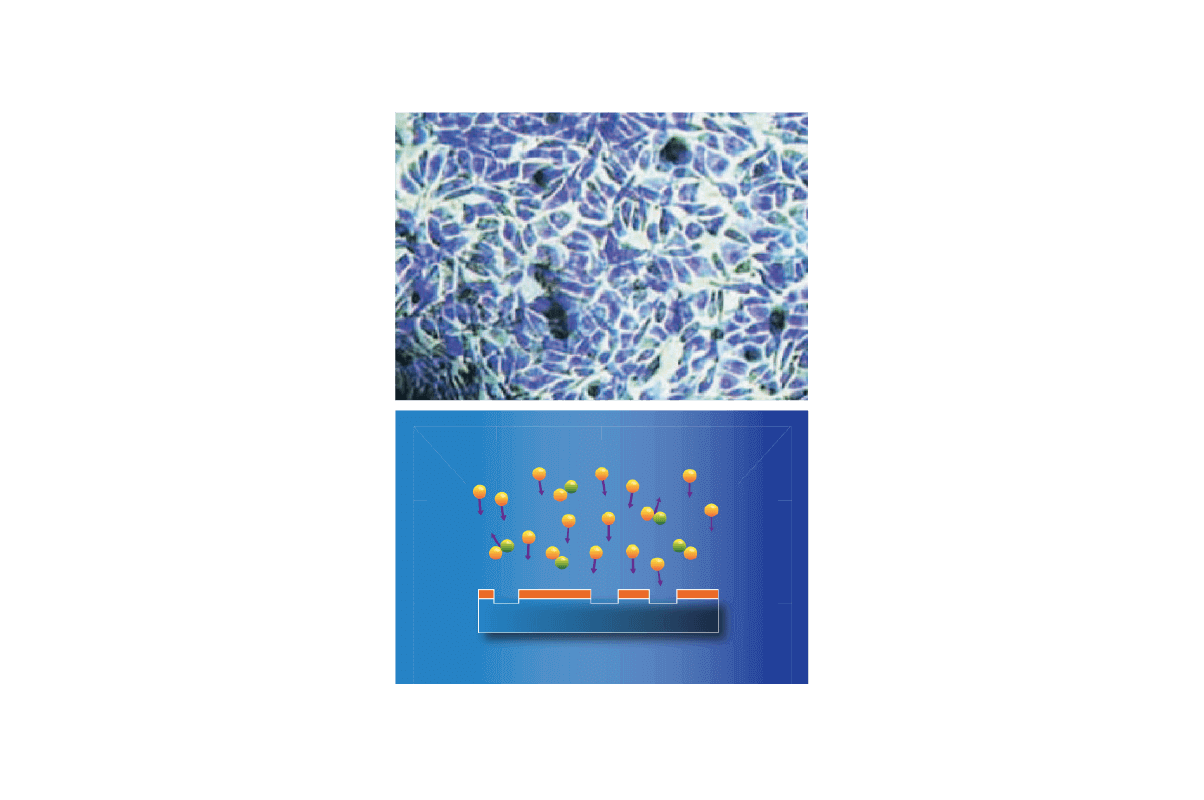 Plasma surface treatment.<br/>  It has proven its effectiveness in microscopically removing contamination and enhancing wettability, leading to a way stronger and faster osseointegration.<br/>  By improving the chemical and physical interaction between dental implants and tissues, plasma technology plays a crucial role in promoting their long-term success. Utilizing a gas mixture of argon and oxygen, plasma surface treatment efficiently removes organic contamination and <span class="text-primary-500">boosts the surface energy</span> of dental implants. This approach may <span class="text-primary-500">reduce loading time and improve overall success rates,</span> particularly in patients with known complications  such as diabetes, osteoporosis, and heavy smoking habits.